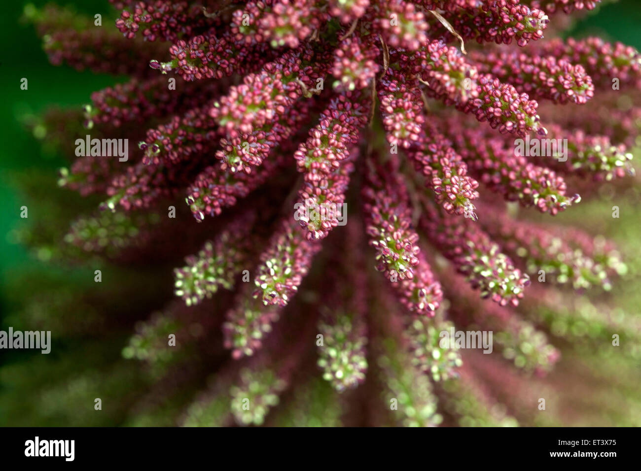 Riesige Gunnera manicata bekannt als brasilianische Riese-Rhabarber, riesige Rhabarber oder Dinosaurier Nahrung, Blütenstand ornamentalen Rhabarber Blume Stockfoto