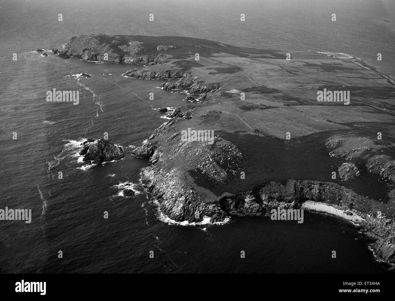 Die Saltee Inseln, 5 km abseits die südliche Küste der Grafschaft Wexford, Irland. 24. August 1953. Stockfoto
