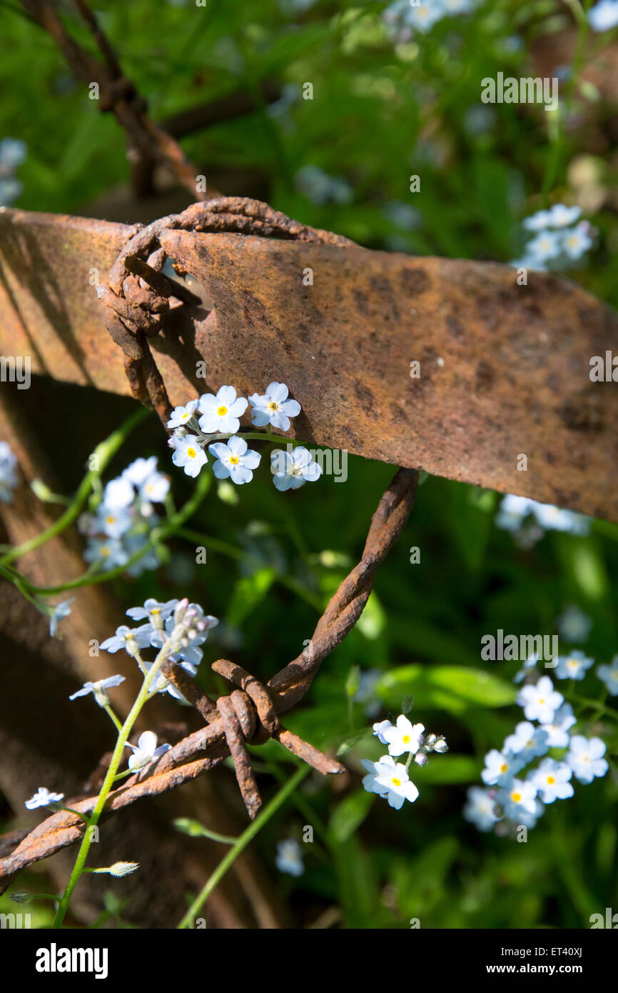 Rostendem Stacheldraht Verwicklungen aus dem ersten Weltkrieg, Schlachtfeld im Elsass/Frankreich Stockfoto