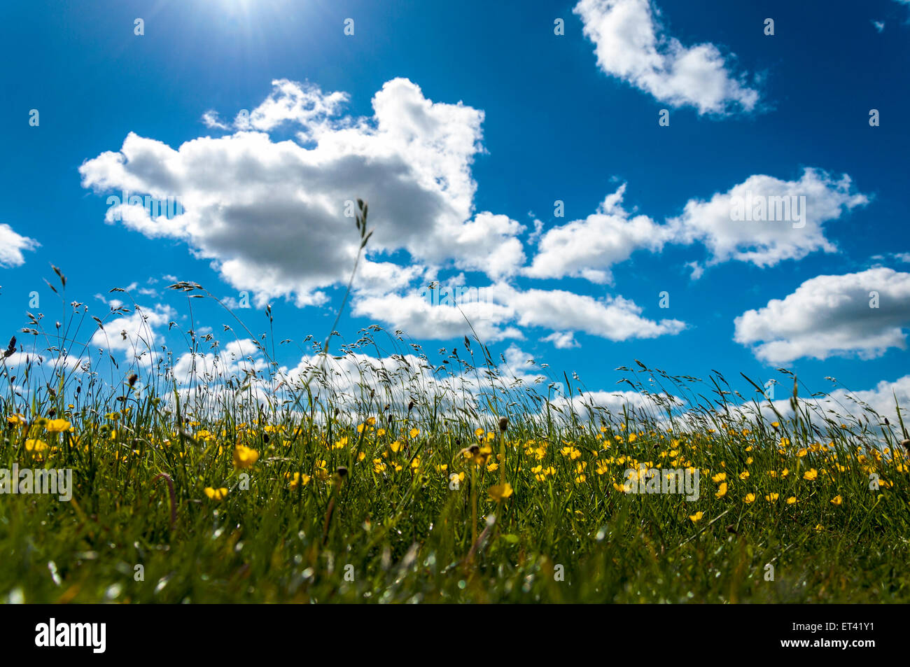 Sommer Wiese Wildblumen und Gräser Gräser Stockfoto