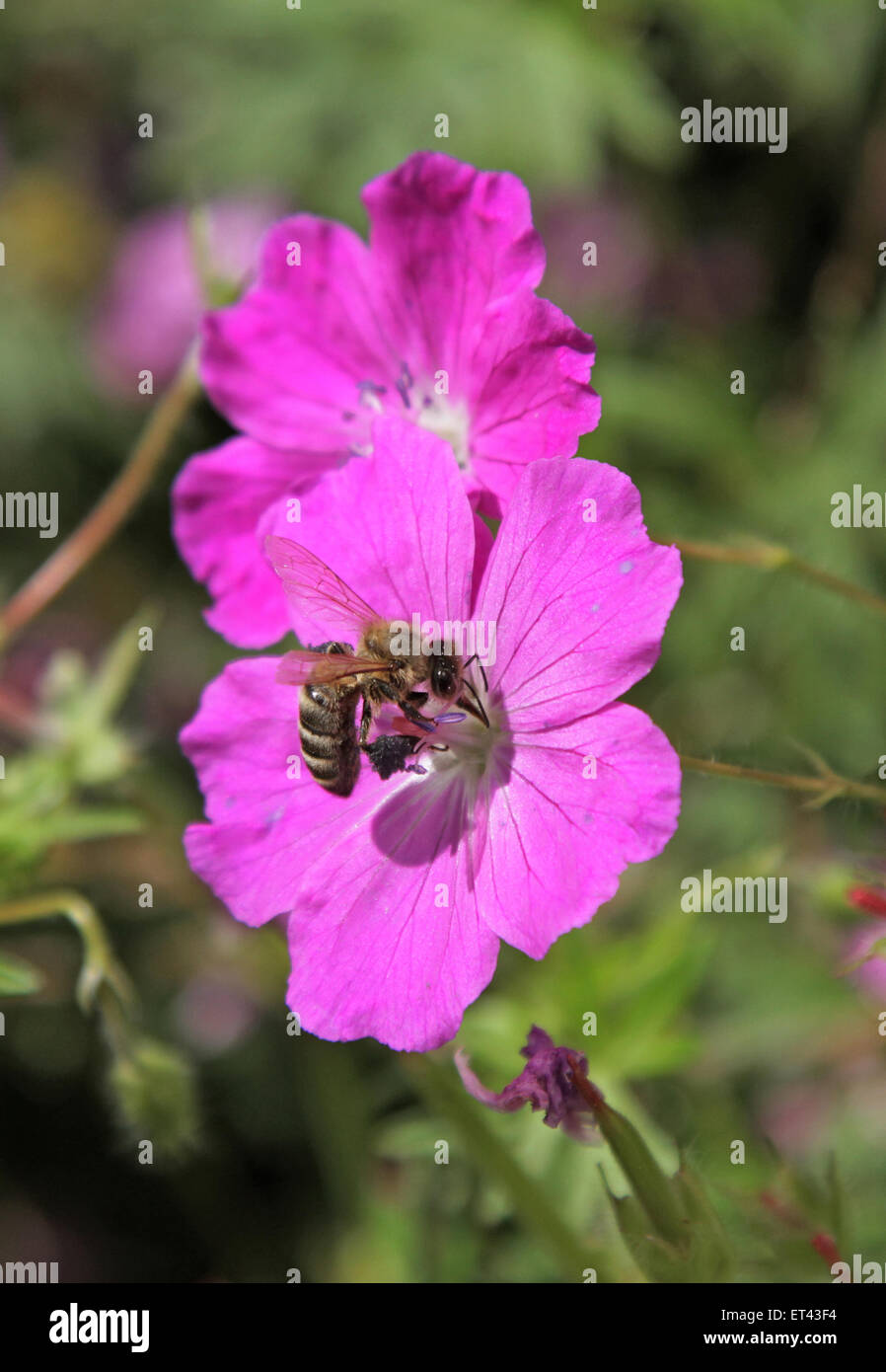 Berlin, Deutschland, Biene sammelt Nektar auf eine Blüte des blutroten Storchschnabel Stockfoto