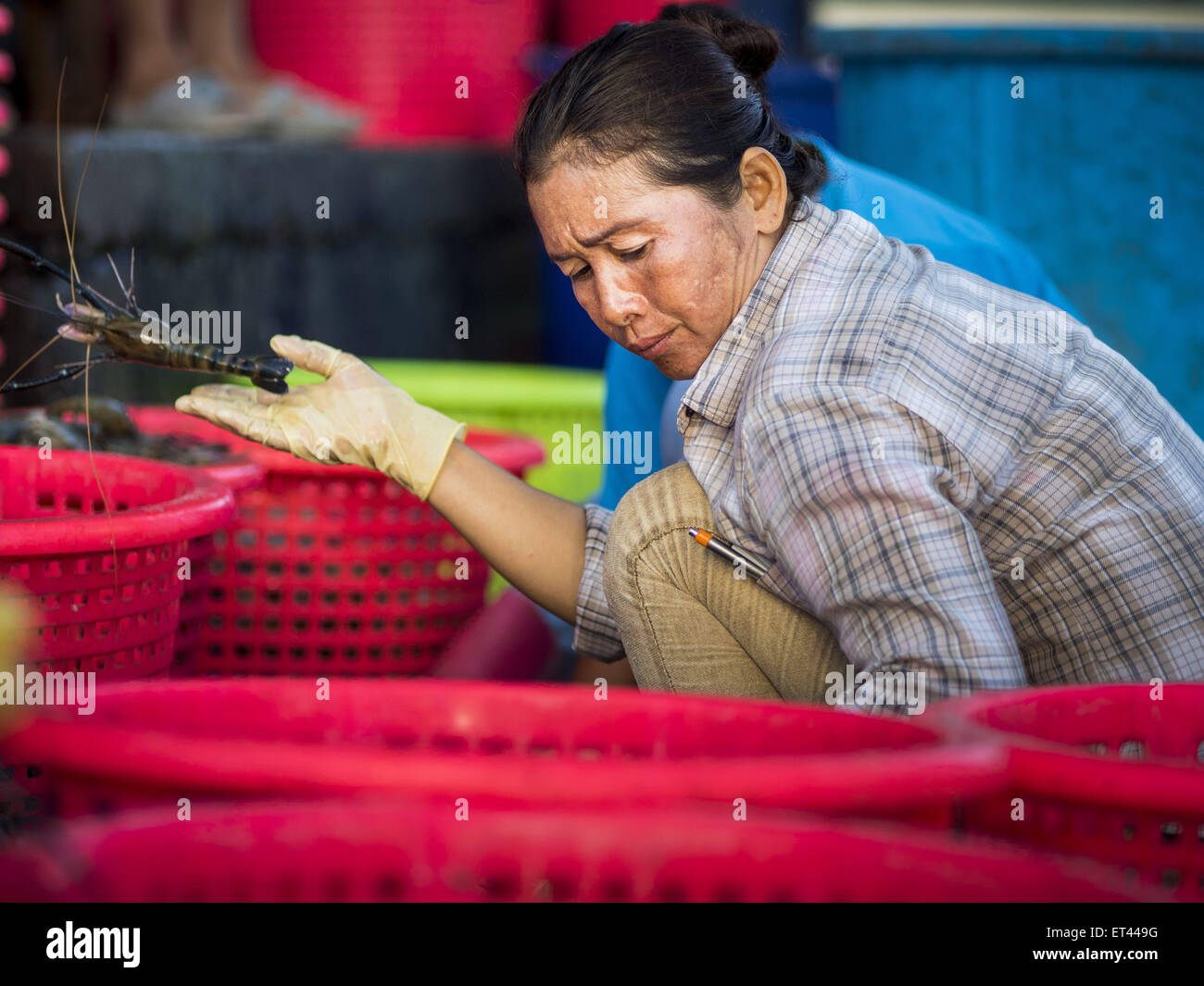 Mahachai, Samut Sakhon, Thailand. 11. Juni 2015. Burmesische Wanderarbeiter in Samut Sakhon Garnelen Markt sortiert Bauernhof angehobene Garnelen. Labor-Aktivisten sagen, gibt es etwa 200.000 Wanderarbeiter aus Myanmar (Burma) in den Fischen und Meeresfrüchten Industrie beschäftigt. Thailand ist seit 2014 ein Tier 3-Land auf uns Abteilung der staatlichen Menschenhandel in Personen Bericht (Tipps). © Jack Kurtz/ZUMA Draht/Alamy Live-Nachrichten Stockfoto