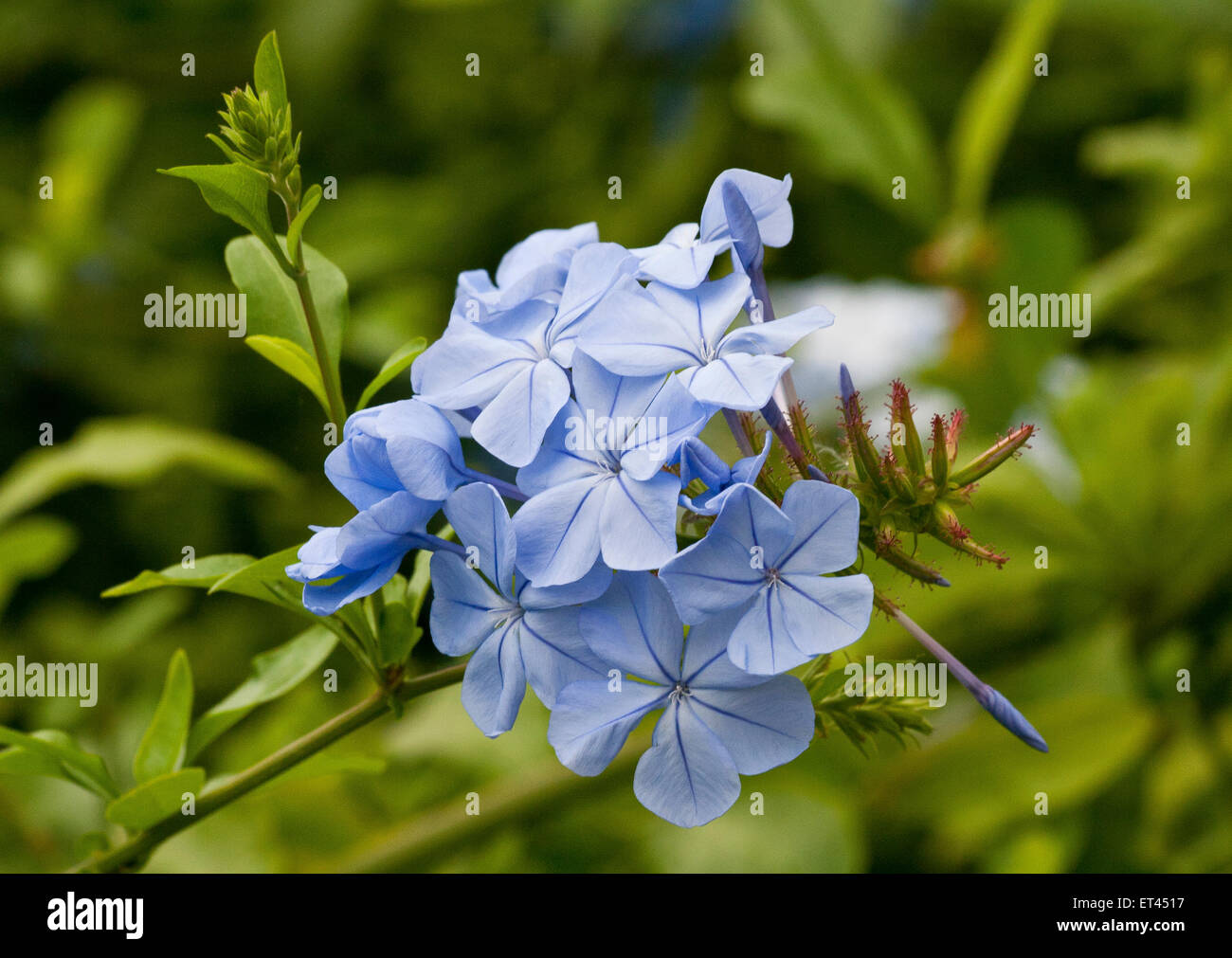 Blau blühender strauch Fotos und Bildmaterial in hoher Auflösung Alamy