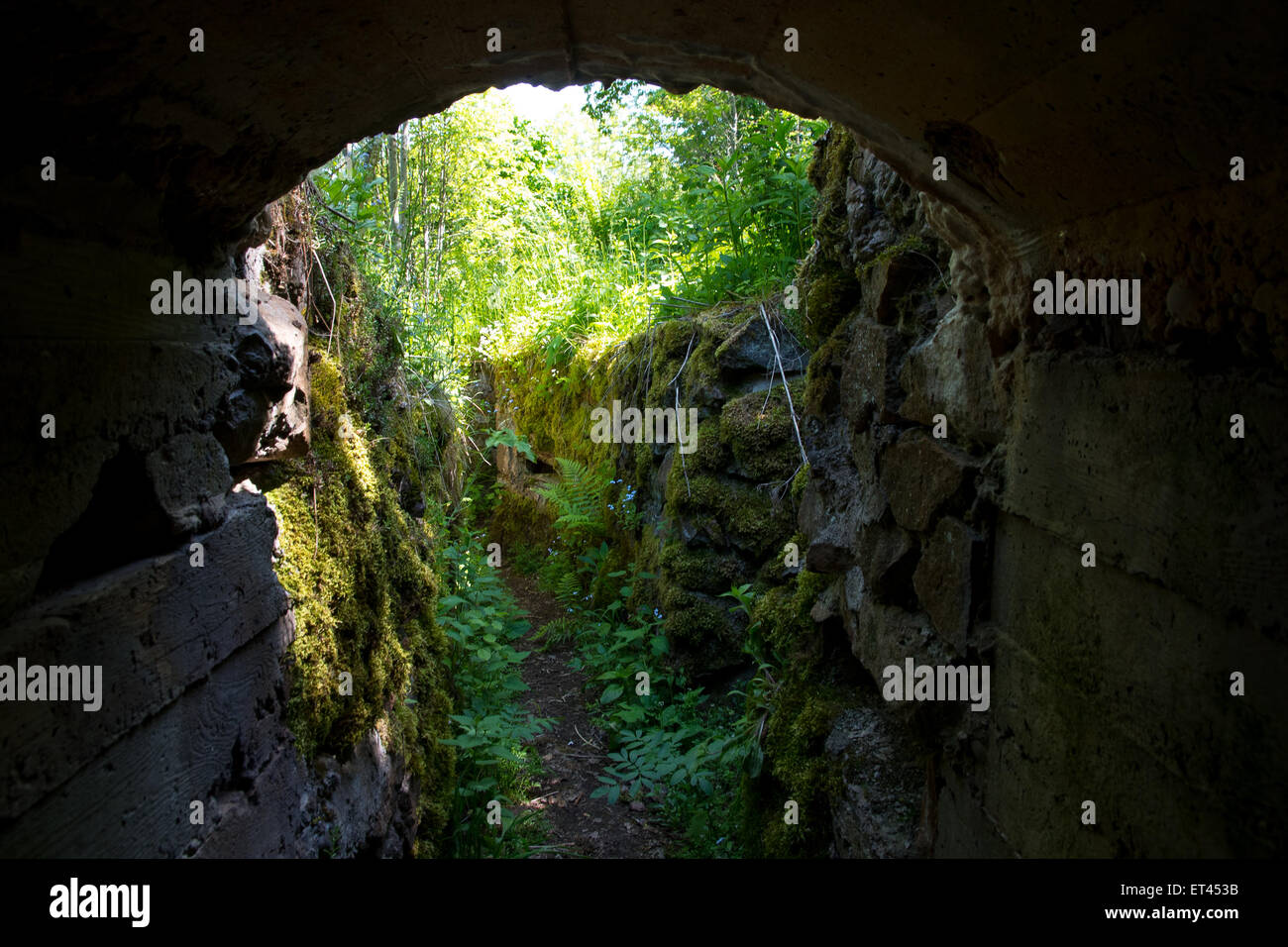 Deutsch erste Weltkrieg Graben und Einbaum, Hartmannswiller Kopf Berg, Vogesen, Elsass Stockfoto