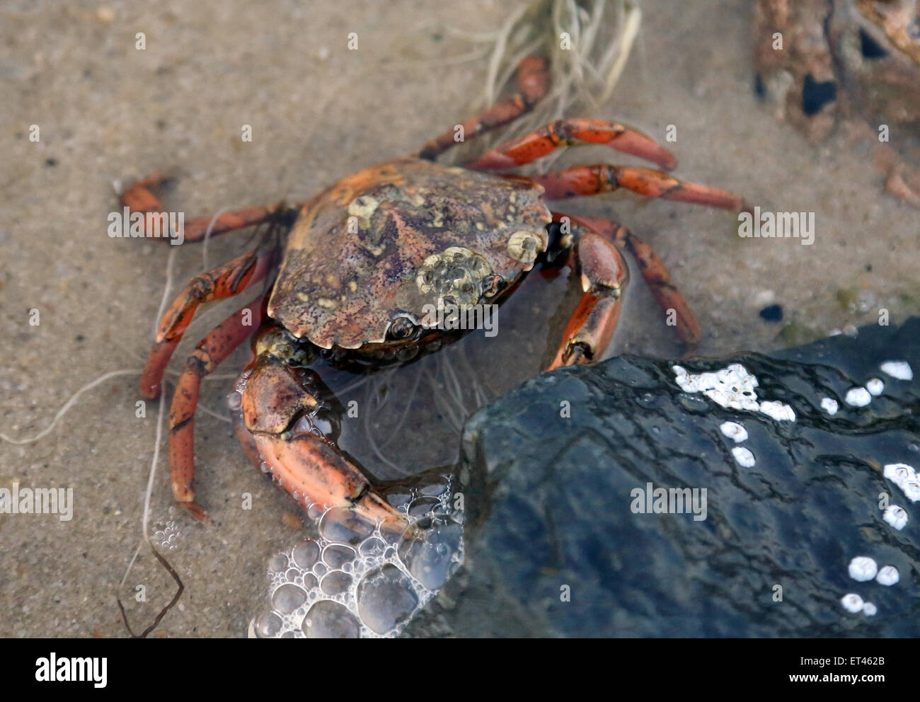 Liste, Deutschland, gemeinsame Strand Krabben in der Nordsee Stockfoto