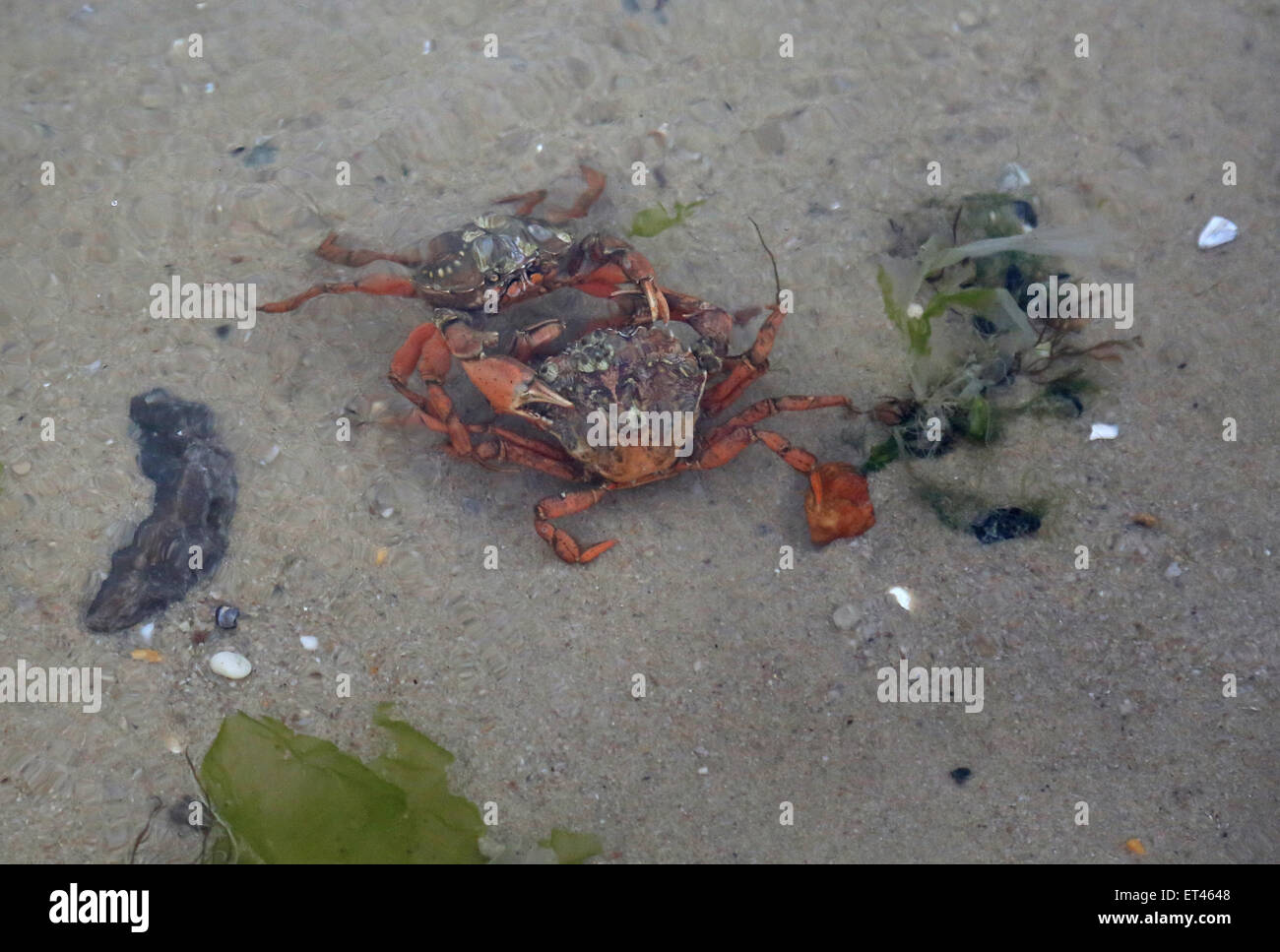 Liste, Deutschland, Krabben gemeinsame Strand Kampf miteinander Stockfoto