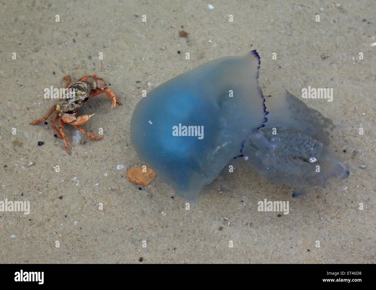 Liste, Deutschland, gemeinsame Strand Krabben und blau Quallen in der Nordsee Stockfoto