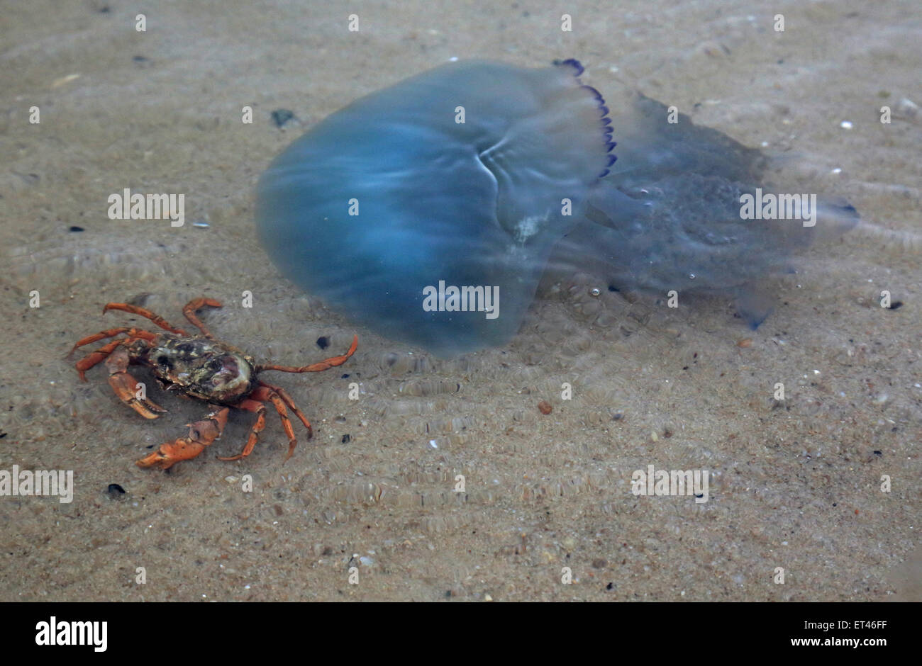 Liste, Deutschland, gemeinsame Strand Krabben und blau Quallen in der Nordsee Stockfoto