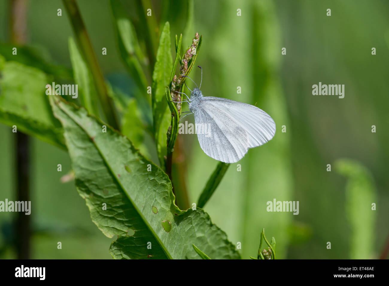 Holz weißer Schmetterling (Leptidea Sinapis). Unterseite der erwachsenen Frau. Stockfoto