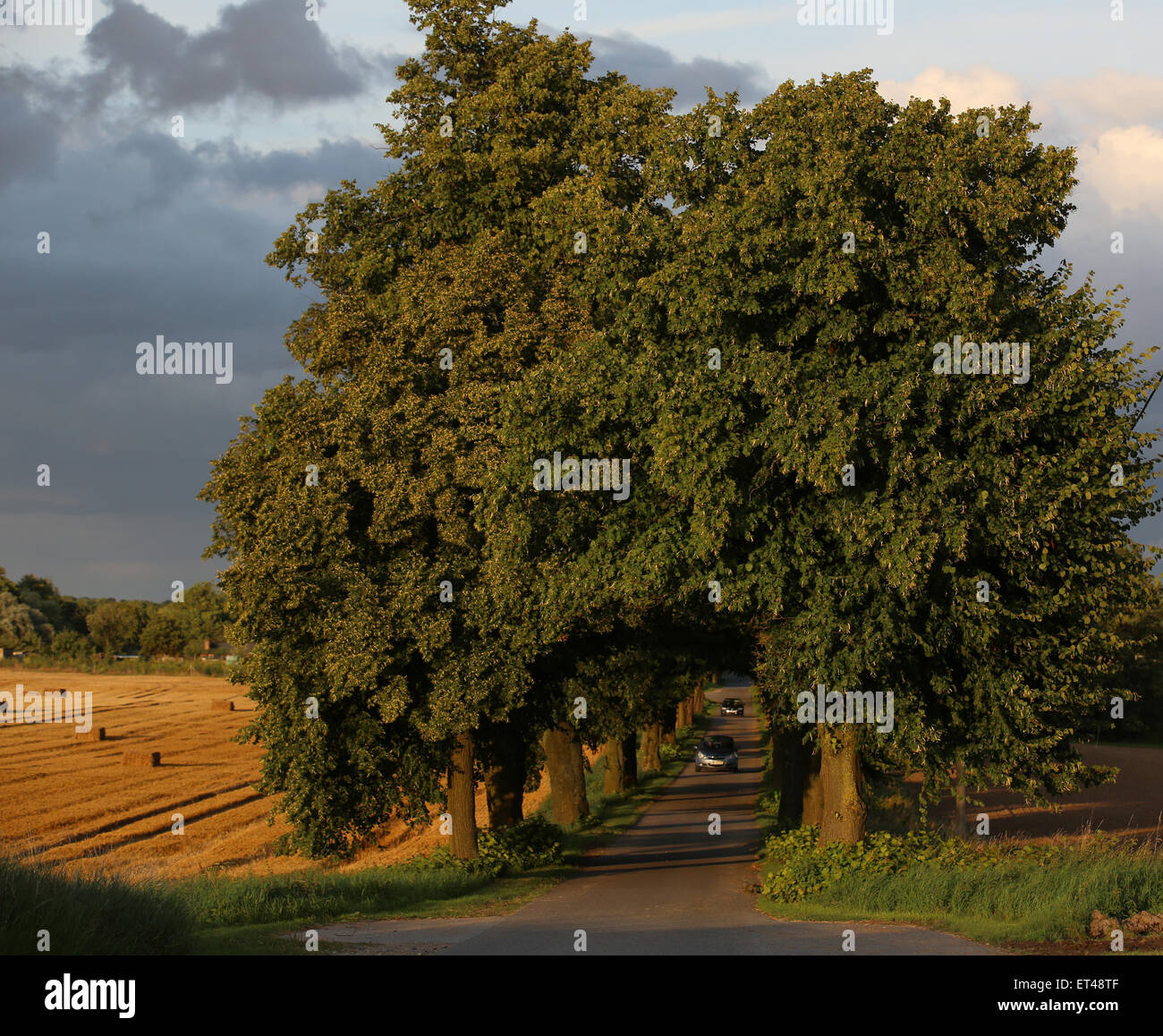 Alt Kätwin, Deutschland, fahren Autos entlang einer Allee Stockfoto
