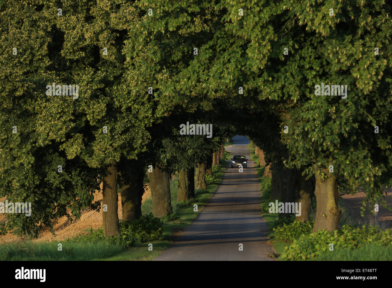 Alt Kätwin, Deutschland, Auto fahren mit Tagfahrlicht entlang einer Allee Stockfoto