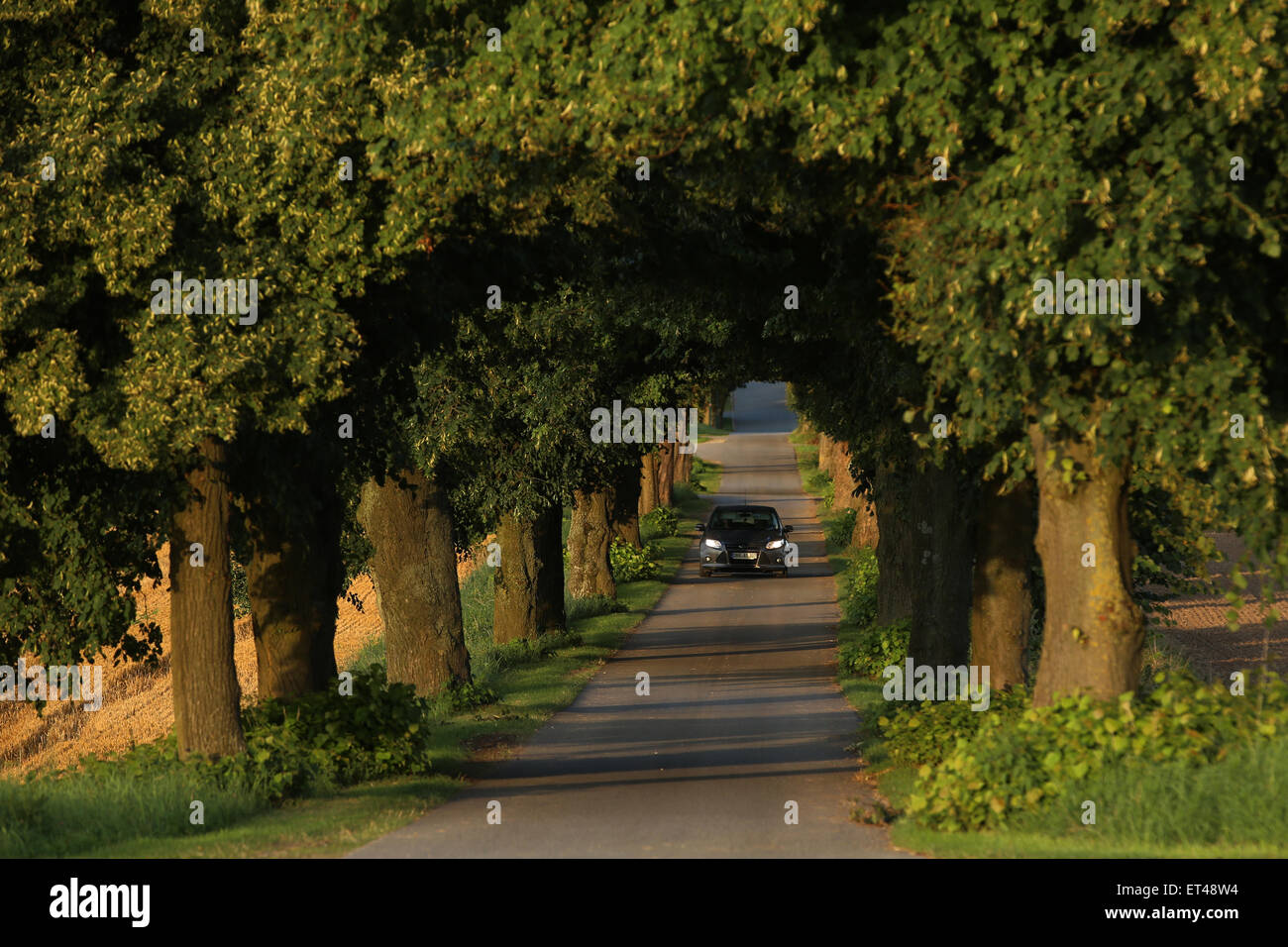 Alt Kätwin, Deutschland, Auto fahren mit Tagfahrlicht entlang einer Allee Stockfoto
