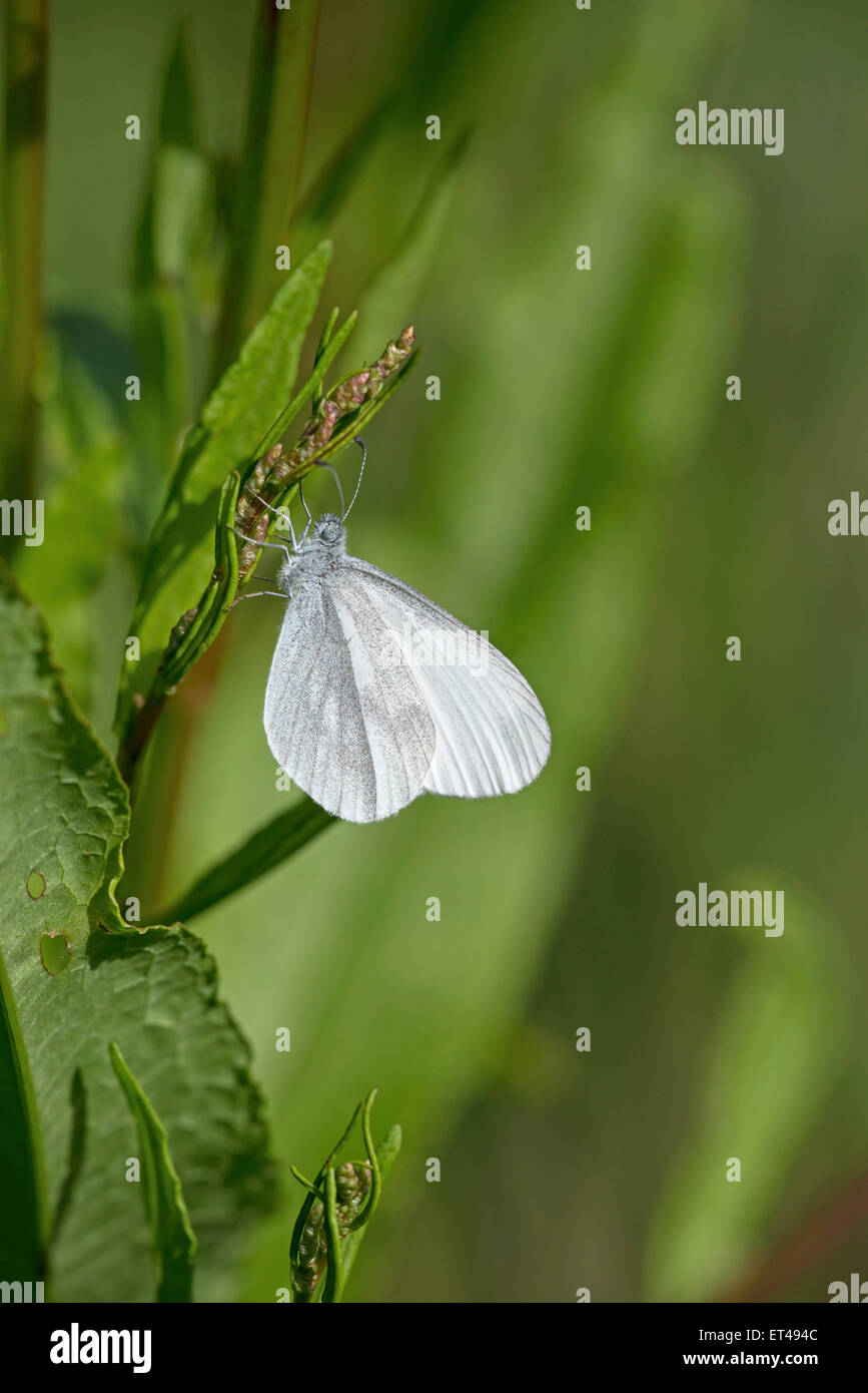 Holz weißer Schmetterling (Leptidea Sinapis). Unterseite der erwachsenen Frau. Stockfoto