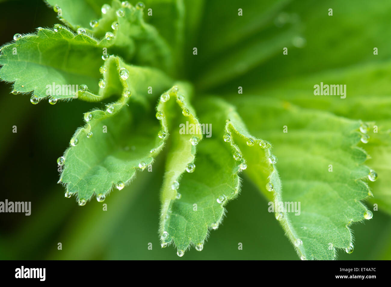 Tau-Tropfen am Rand des Damen Mantel - Alchemilla Mollis - Blatt Stockfoto