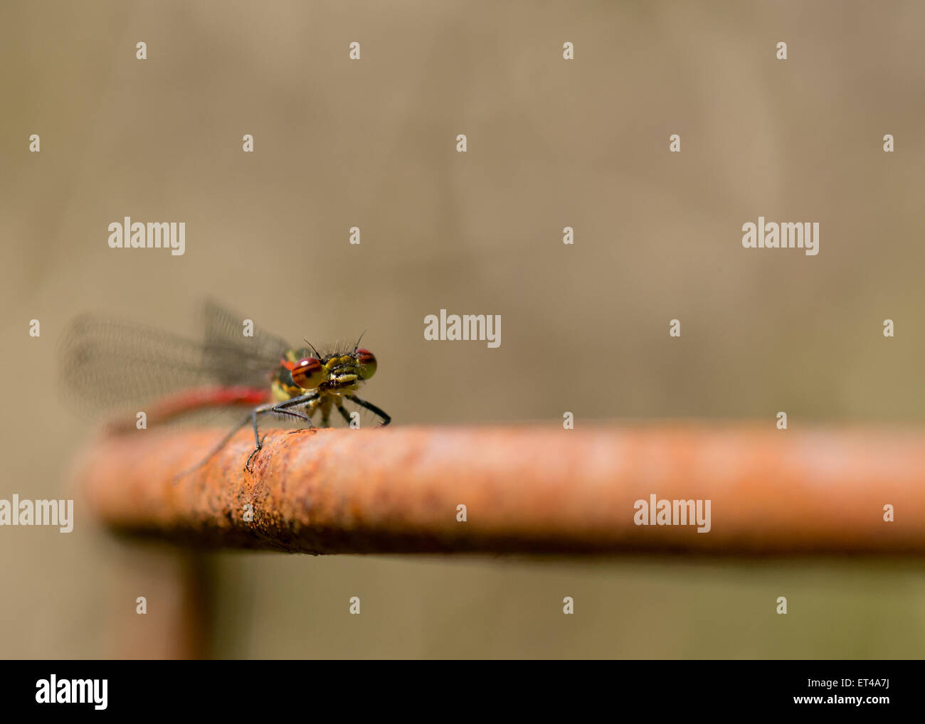 Große rote Damselfly - Pyrrhosoma Nymphula - ruht auf rostigem Metall Anlage Unterstützung - Schottland, UK Stockfoto