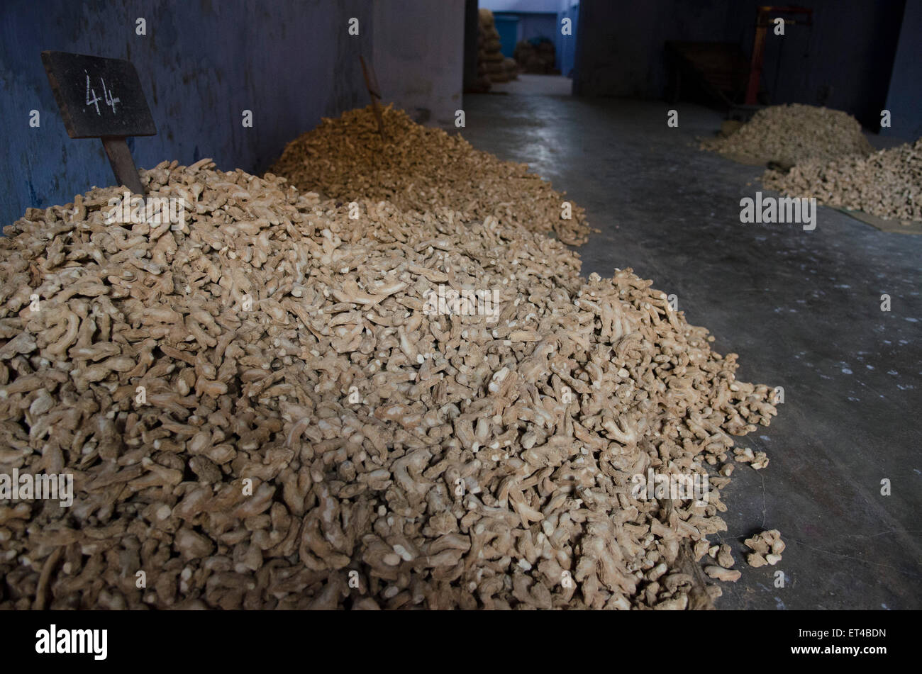 Ingwer wird zum Trocknen auf ein Auslieferungslager in Fort Cochin, Kerala, Südindien beladen Stockfoto