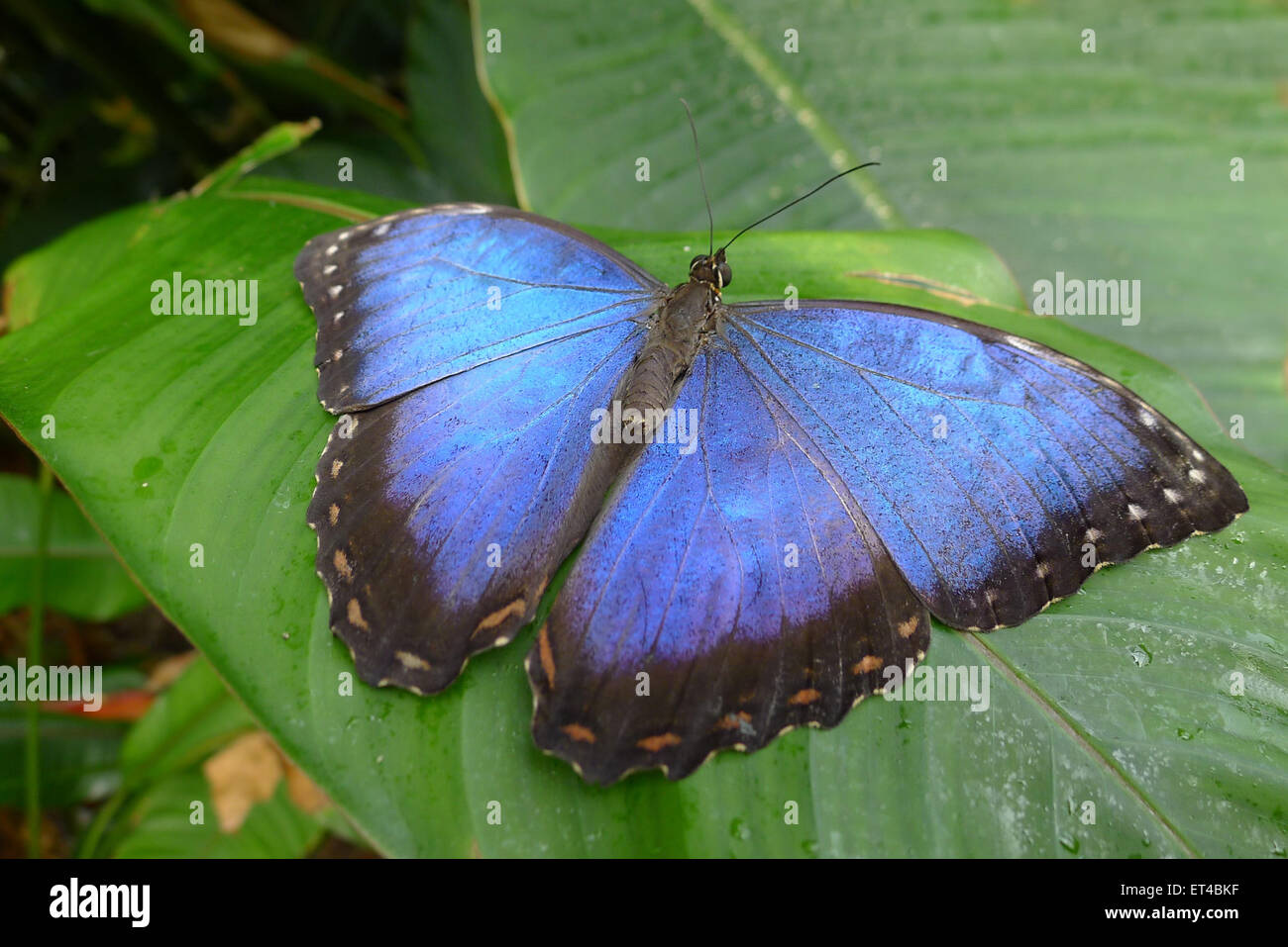 Morpho Peleides Schmetterling auf Blatt Stockfoto