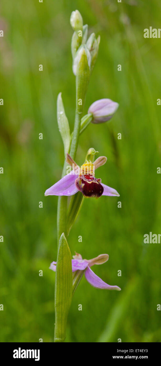 Biene Orchidee, Ophrys Apifera Huds. Stockfoto