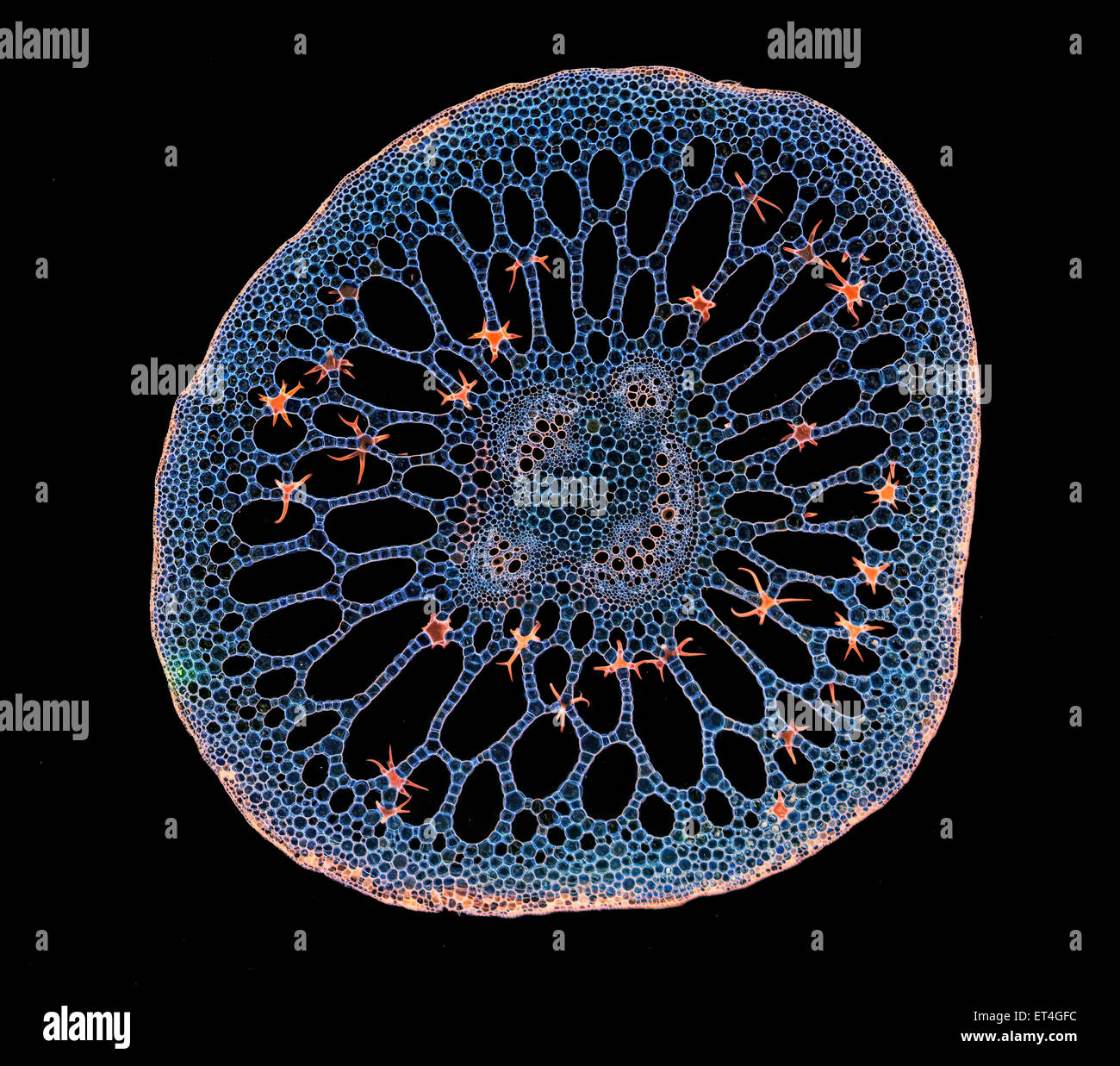 Nymphoides stammen TS, befleckt Abschnitt Dunkelfeld Mikrophotographie Stockfoto
