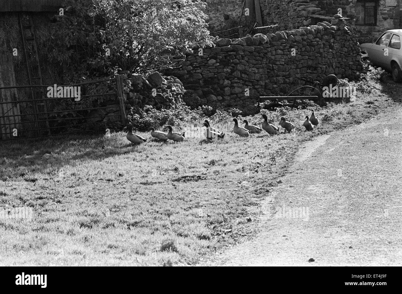 Yorkshire Dales, North Yorkshire. Sonntag, 24. Oktober 1982. Stockfoto