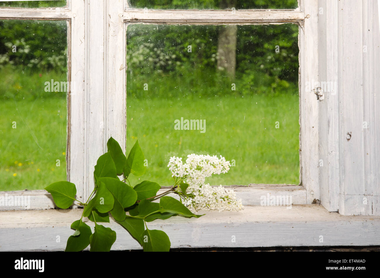 Dekoration im Innenbereich mit weiße Flieder am alten Fenster mit einem grünen Garten außerhalb Stockfoto