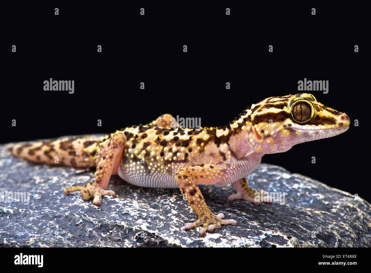 Lothara Gecko (Paroedura Lohatsara) Stockfoto