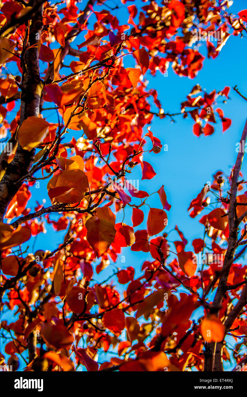 Bunte Baum an einem sonnigen Tag blauer Himmel ohne Wolken Stockfoto