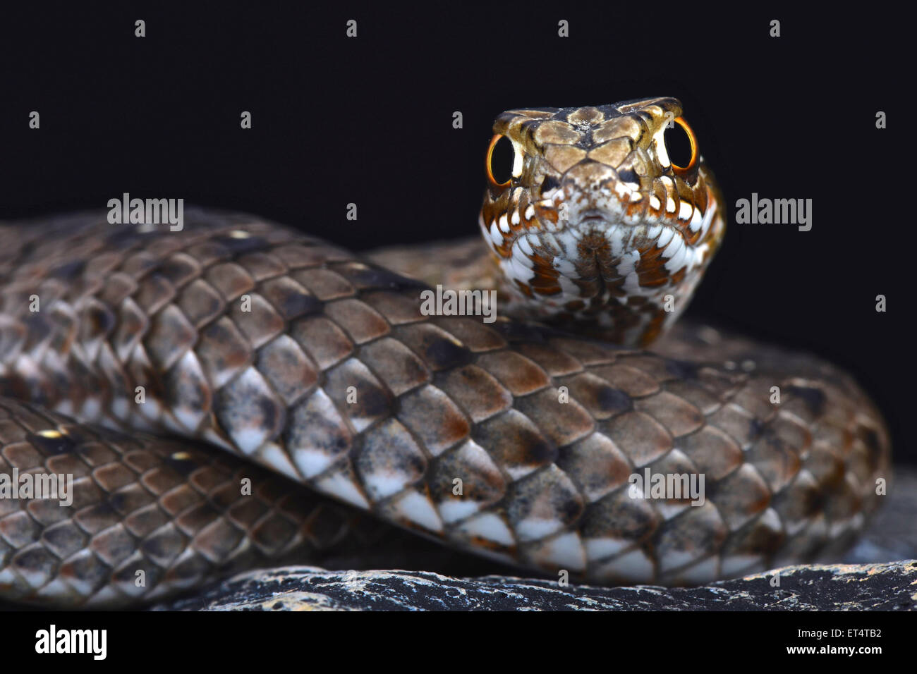 Östlichen Montpellier Schlange (Malpolon Insignatus) Stockfoto