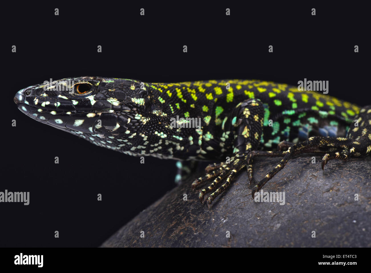 Italienische Mauereidechse (Podarcis Muralis Nigriventris) Stockfoto