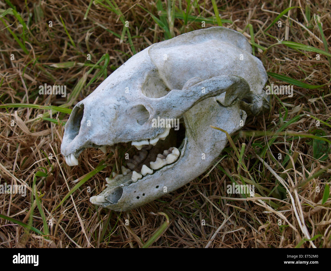 Schädel gefunden in einem Feld, wahrscheinlich von einem Dachs, Devon, UK Stockfoto