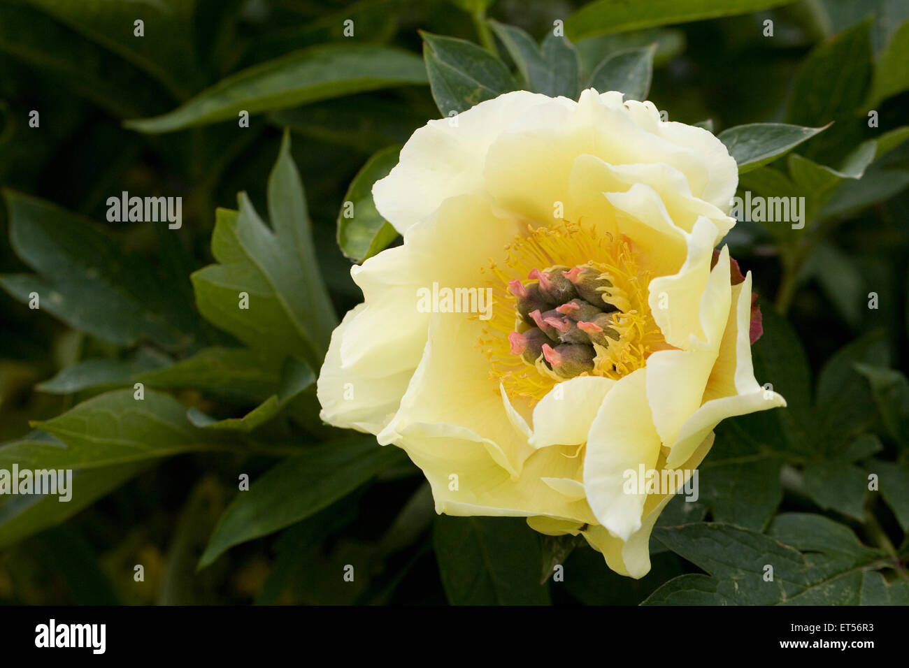 Gelbe Pfingstrose Blüte im Frühjahr. Stockfoto