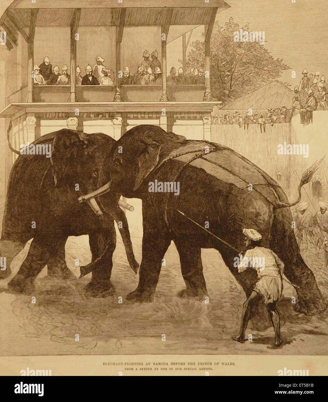 Königliche Tour, Elefantenkampf bei Baroda vor Prinz von Wales; Gujarat; Indien; alte Vintage-Gravur aus dem 19. Jahrhundert Stockfoto