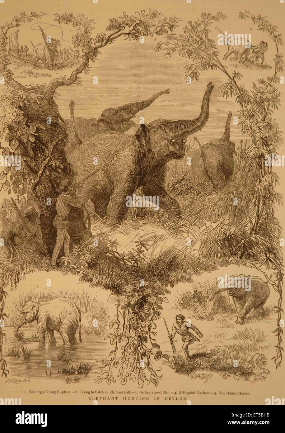 Lithographien Elefantenjagd in Ceylon; Sri Lanka Stockfoto