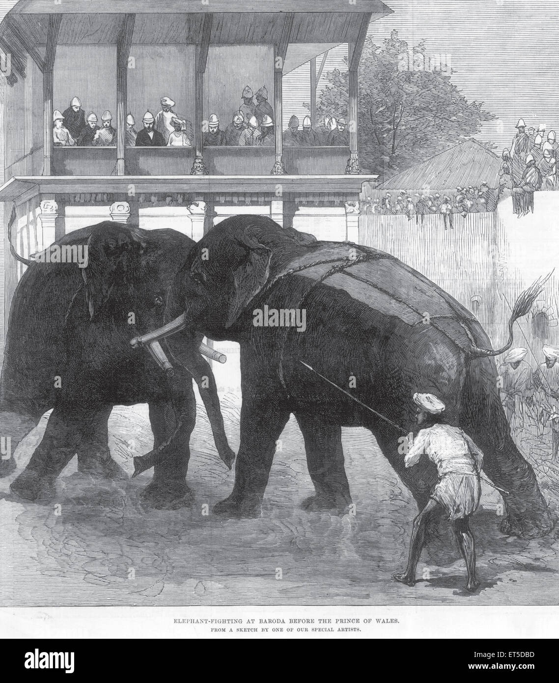 Königliche Hoheit auf Tour, Elefantenkampf, Baroda, vor Prinz von Wales; Gujarat; Indien Stockfoto