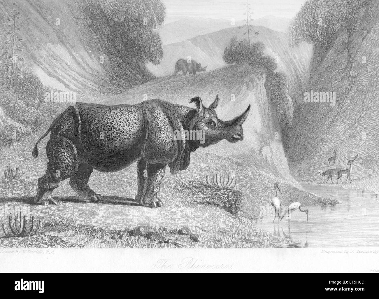 Nashorn; Indien Stockfoto