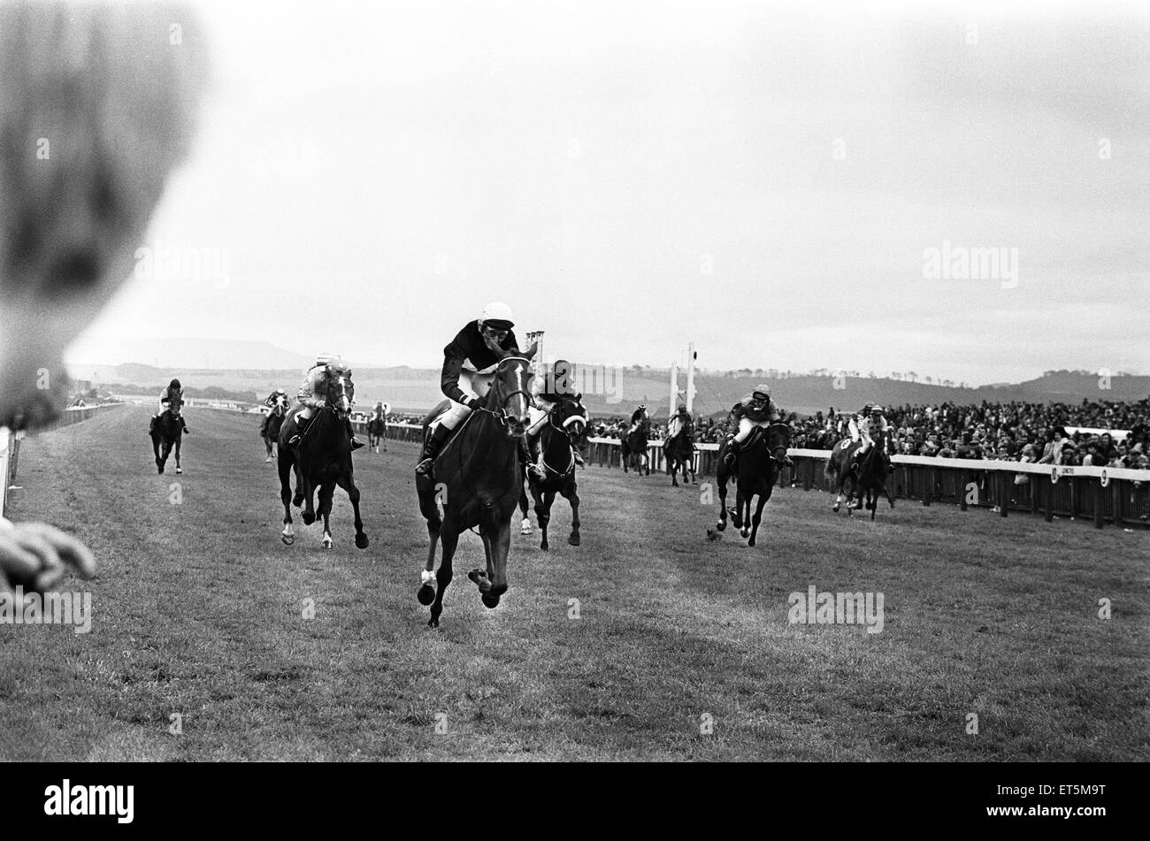 Läufer und Reiter im Daily Mirror Womens Rennen galoppieren die abschließenden Stadien bis zur Ziellinie in Redcar 4. August 1972 Stockfoto