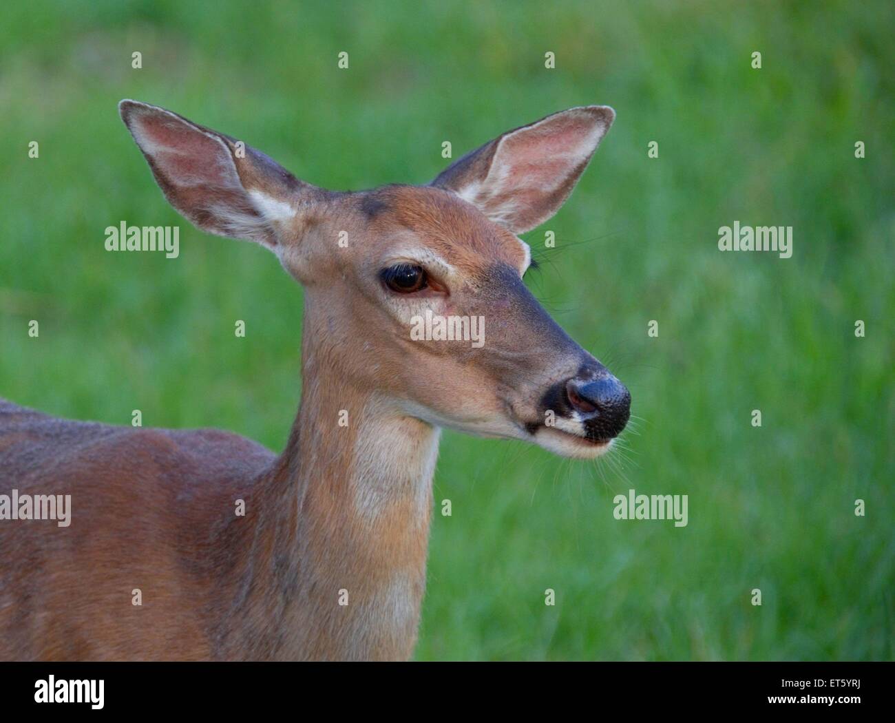Whitetail deer Stockfoto
