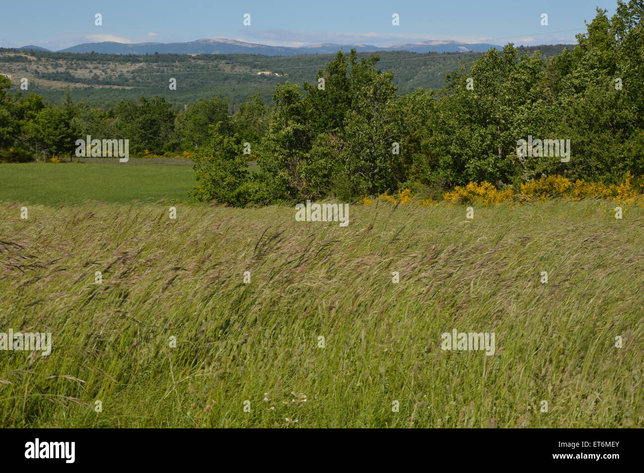 Ein Wind namens Mistral in Südfrankreich, Provence Stockfoto