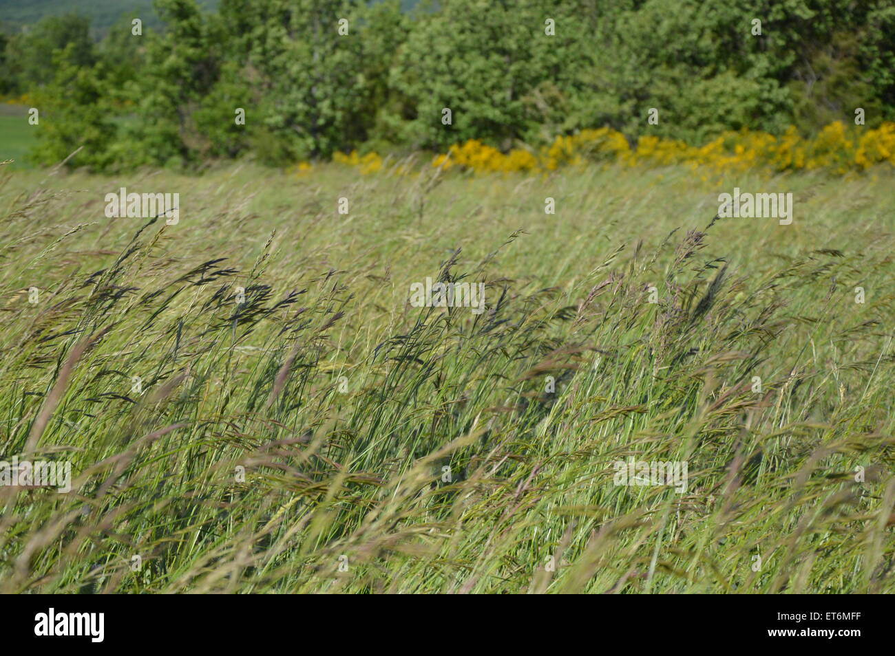 Ein Wind namens Mistral in Südfrankreich, Provence Stockfoto