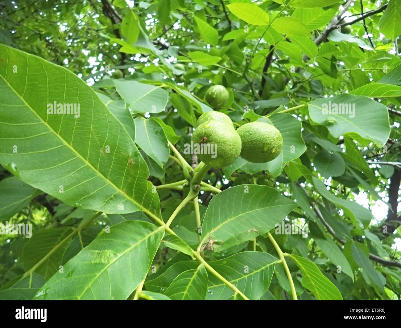 Grünen Nüssen auf dem Baum Stockfotografie - Alamy