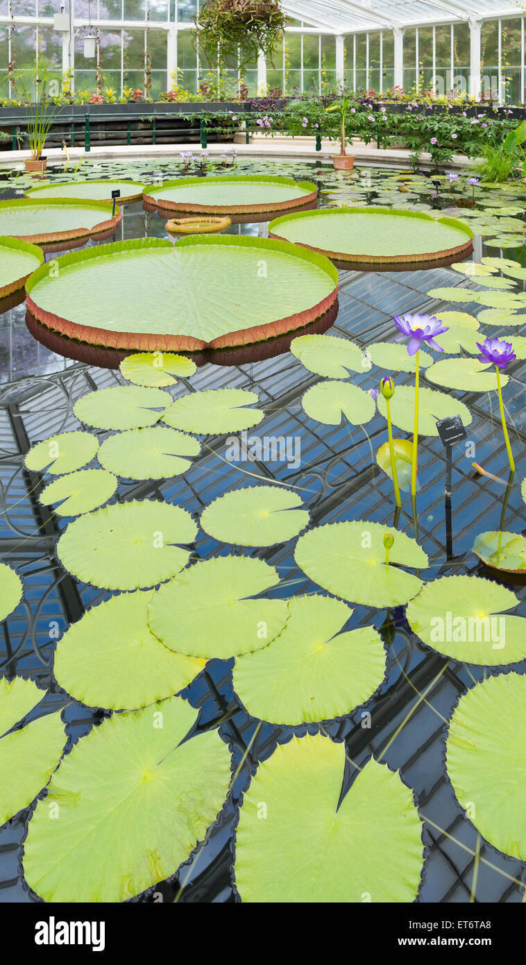 Kew königliche botanische Gärten, Waterlily House - London, UK, Europe Stockfoto