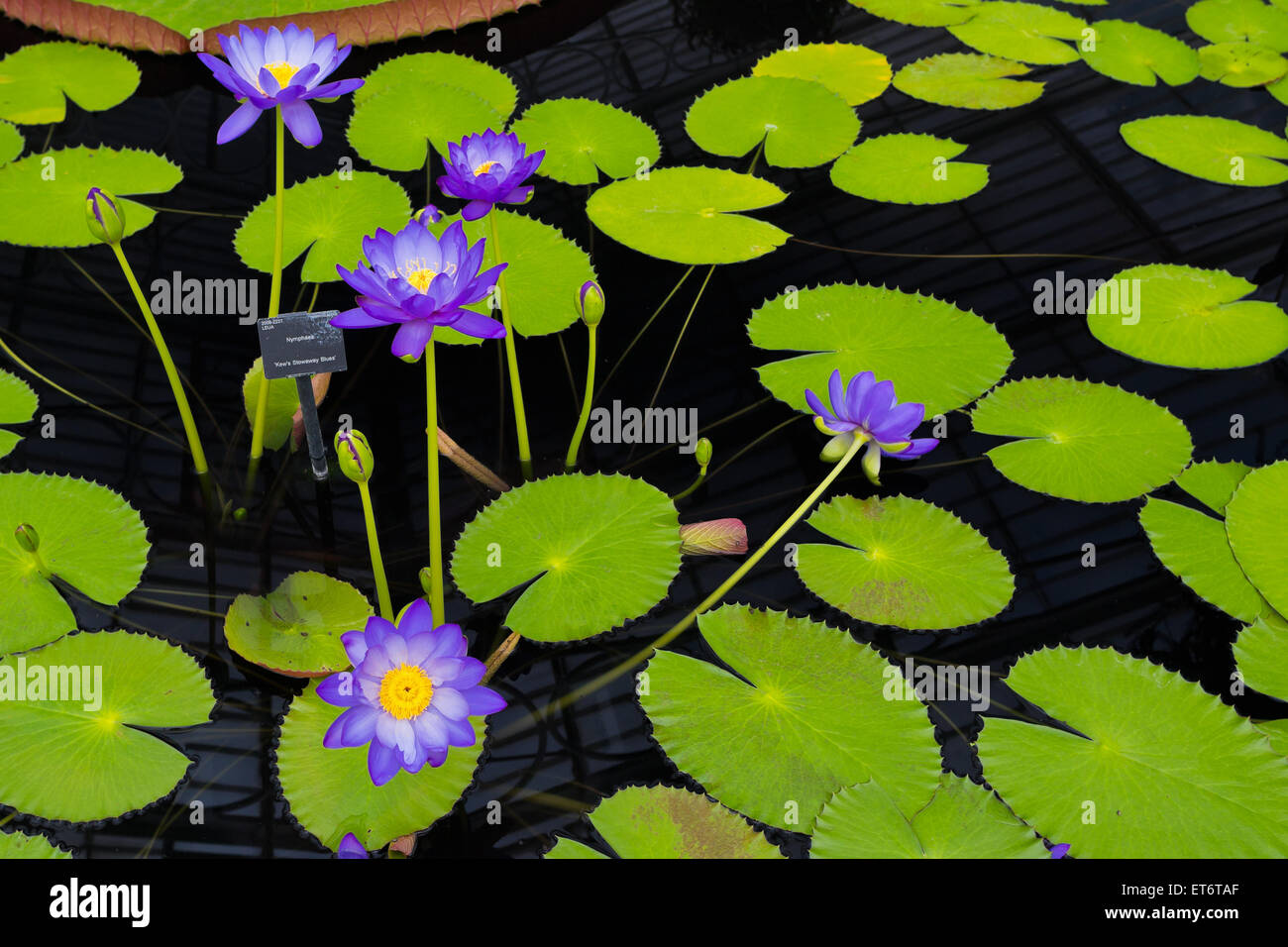 Kew royal Botanic Gardens, Haus Seerose, Nymphaea "Kew blinder Passagier Blues" - London, UK, Europa Stockfoto