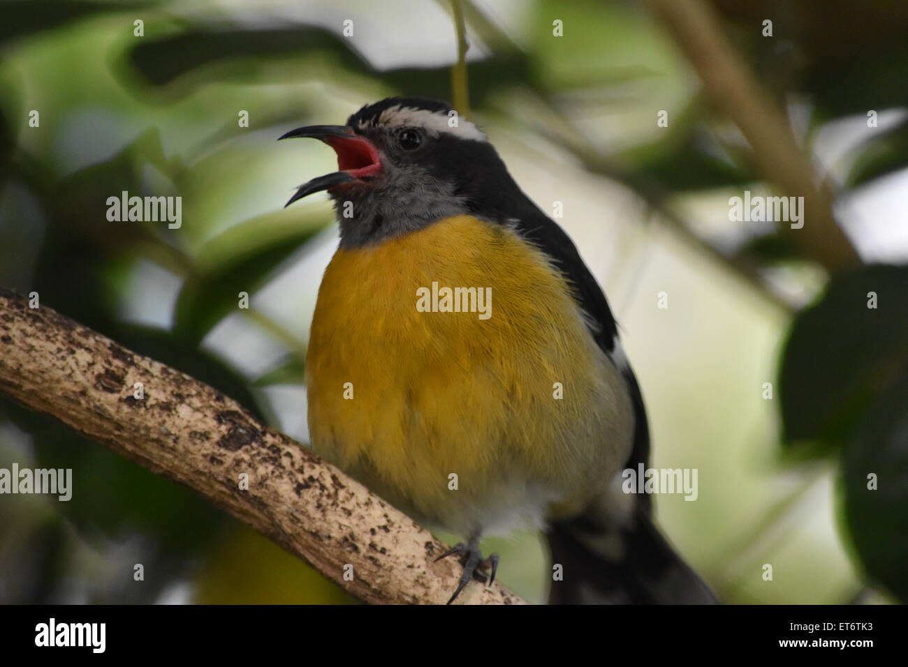 Niedlichen Vogel Stockfoto