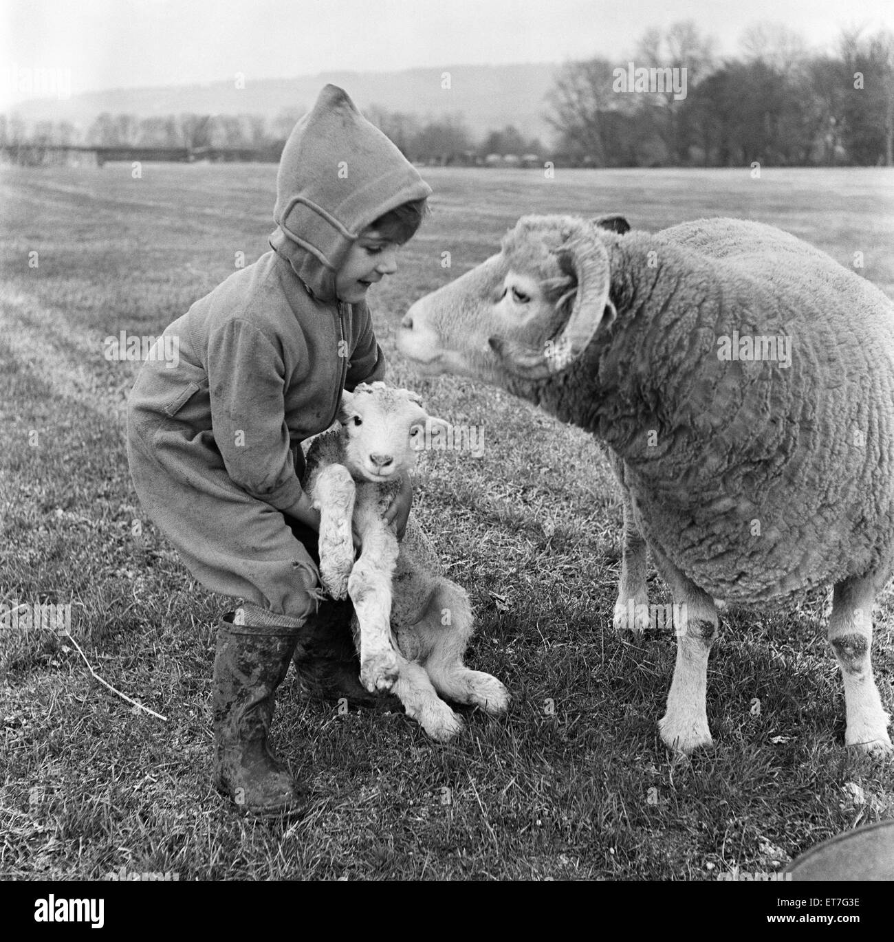 Weihnachten-Lämmer. Sie werden in Rye House Farm Otford, Kent, frühen Lämmer geboren. 3 bisher geboren worden und viel mehr erwartet, vor Weihnachten. Die Hirten Sohn Meister Richard Wickens im Alter von 3 Jahren freut sich über die Lämmer und trägt sie und Haustiere Stockfoto