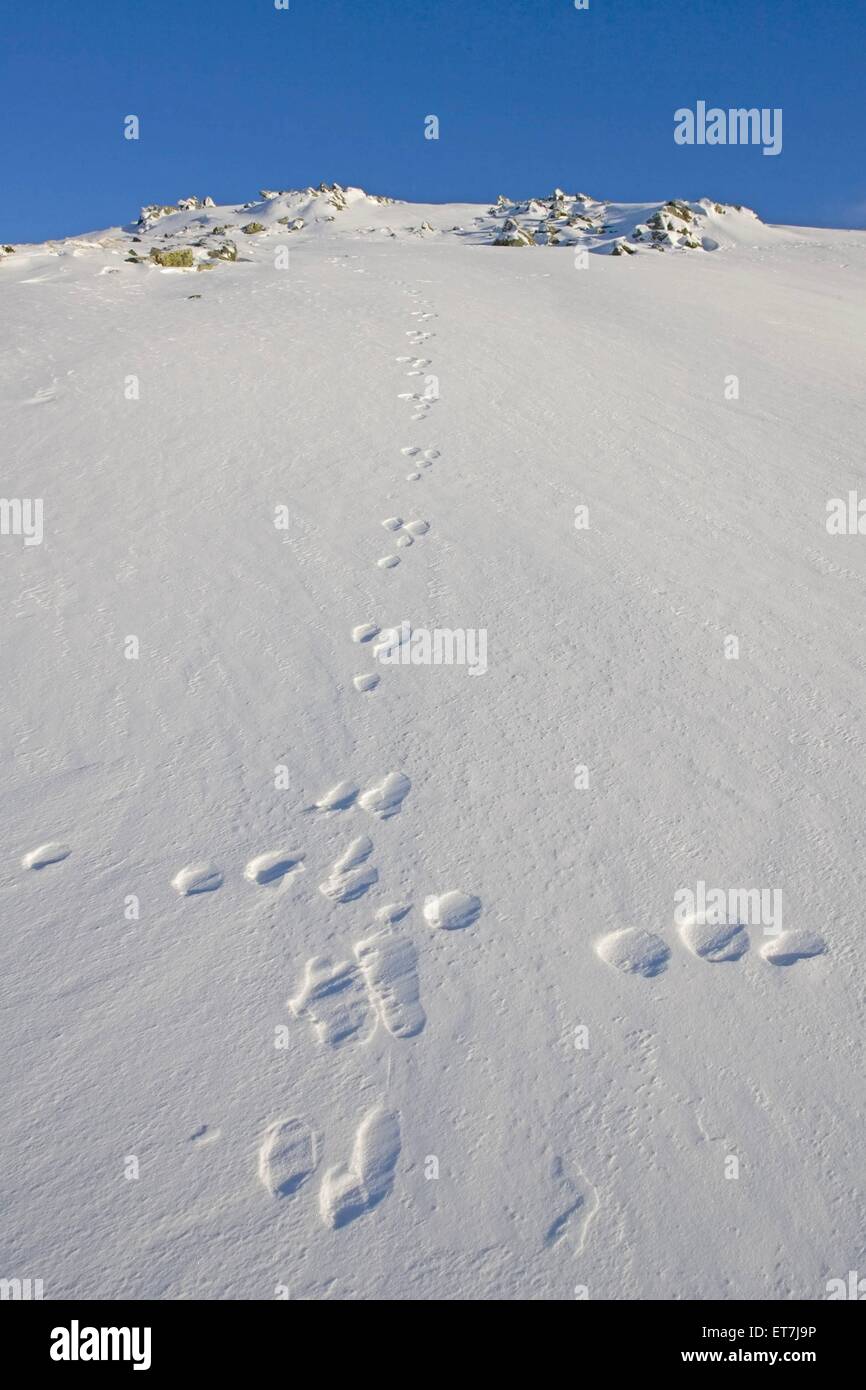 Eurasischer Schneehase, Schneehase, Schnee-Hase (Lepus Timidus), Spuren Im Schnee, Grossbritannien, Schottland | Blaue Hase, moun Stockfoto