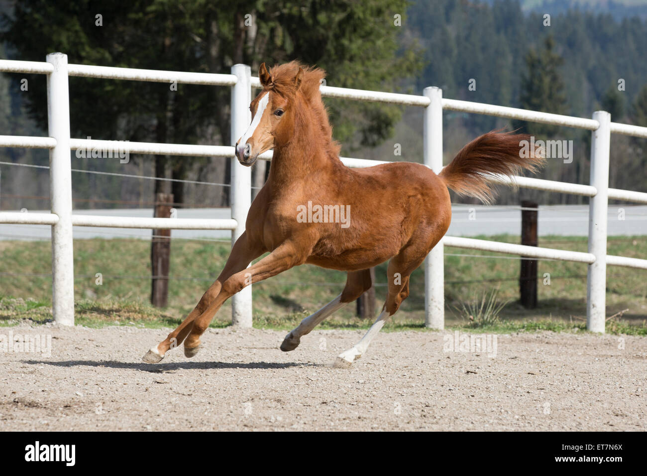 Arabische Stute im Galopp Stockfoto