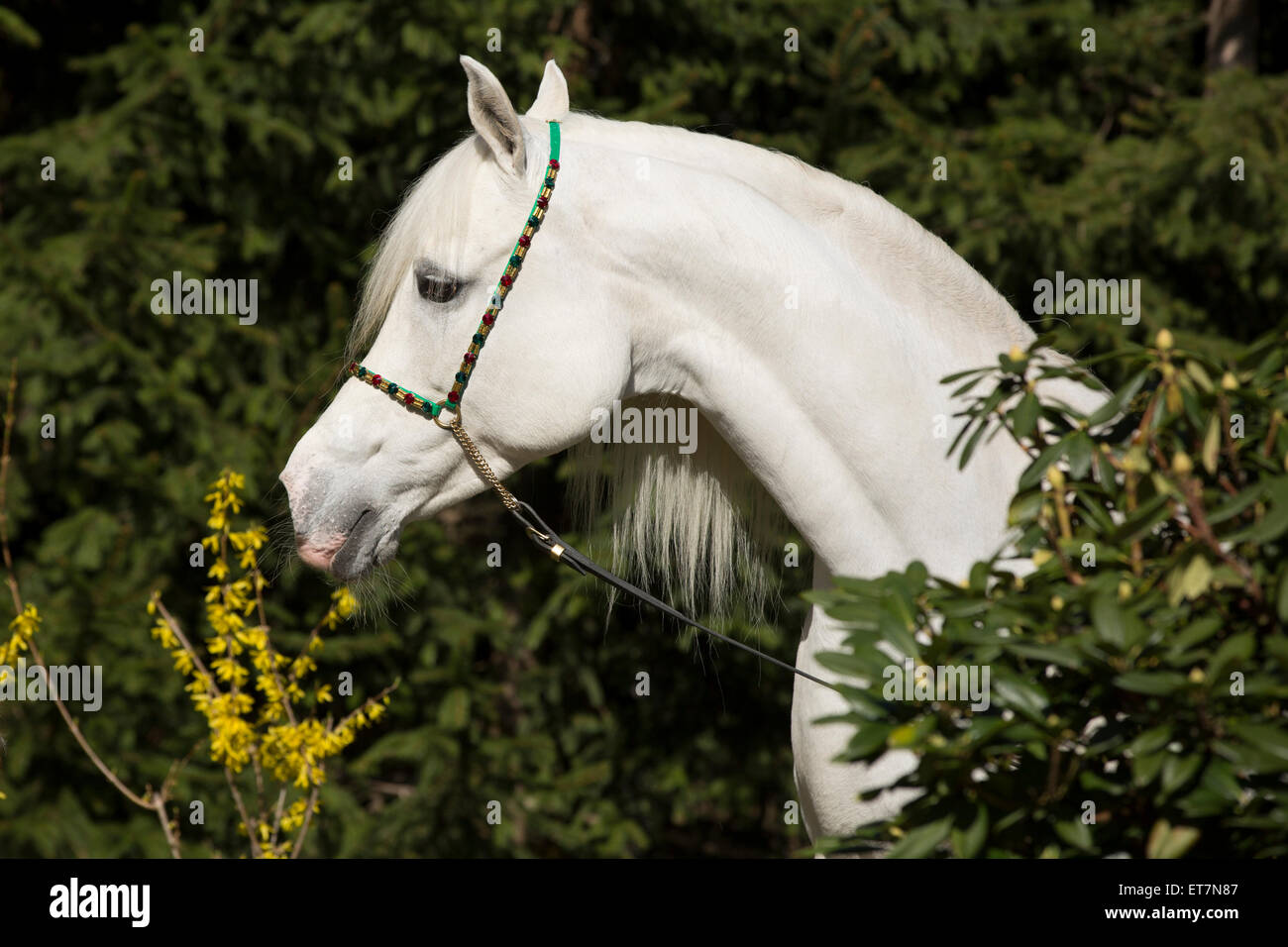 Arabische Stute, portrait Stockfoto