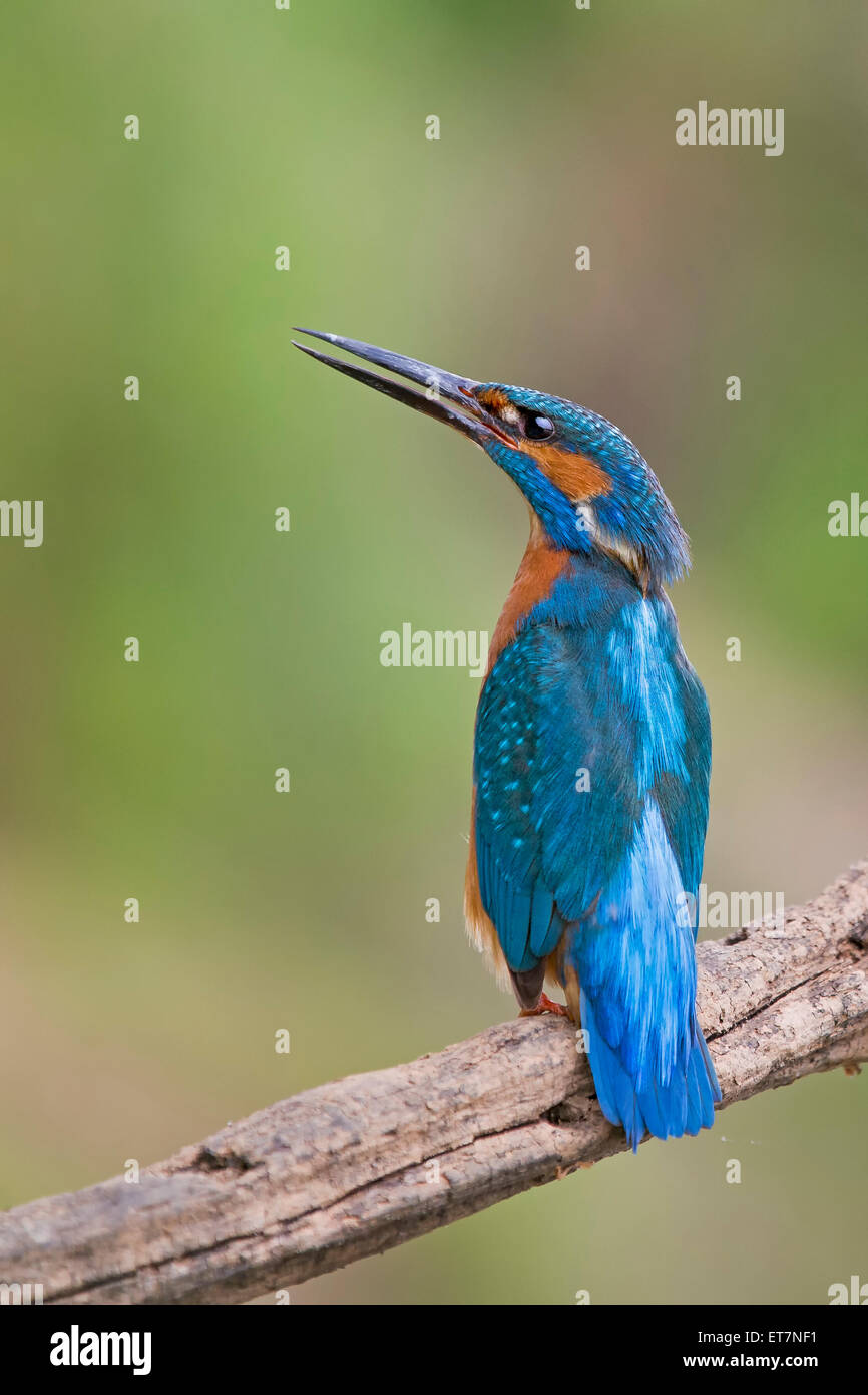 Eisvogel (Alcedo Atthis) männlich, Aufruf, mittlere Elbe-Biosphärenreservat, Sachsen-Anhalt Stockfoto