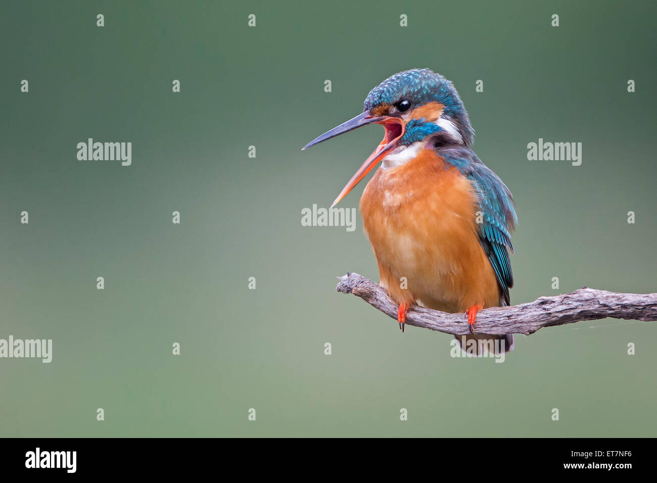Eisvogel (Alcedo Atthis) weiblich, auf einem Ast, mittlere Elbe-Biosphärenreservat, Sachsen-Anhalt Stockfoto