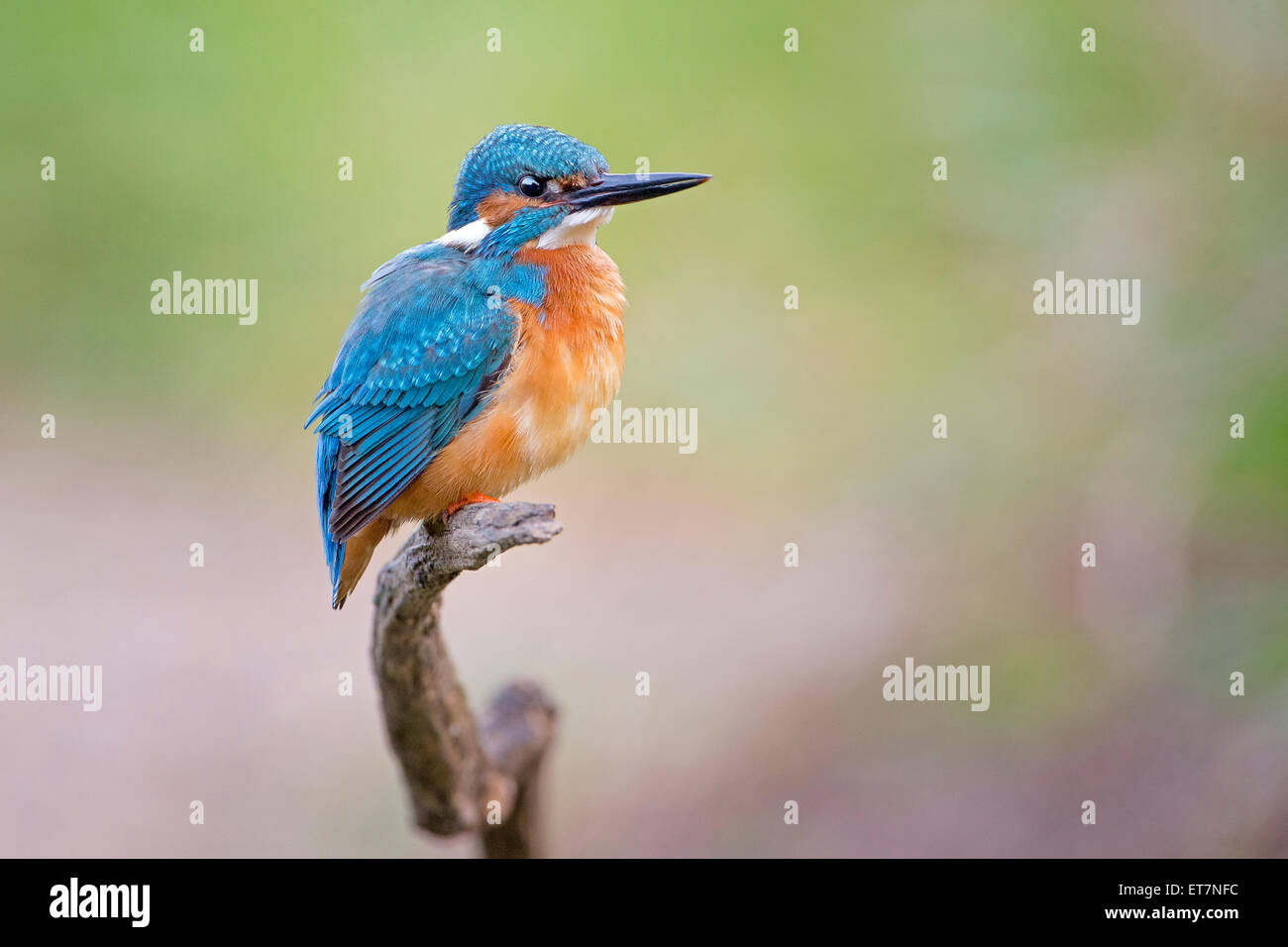Eisvogel (Alcedo Atthis) männlich, auf einem Ast, mittlere Elbe-Biosphärenreservat, Sachsen-Anhalt Stockfoto